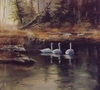 3 Graces -SOLD Marshall Stevenson Wildlife Refuge  watercolour 17.5 X 18.5